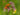 Lychnis flos-cuculi (Nana)