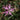 Lychnis flos-cuculi (Nana) - Marginal Pond Plants - MP069A