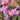 Lychnis flos-cuculi (Nana) - Marginal Pond Plants - MP069A