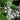 Lychnis-flos-cuculi 'White' - Packs