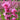 Lychnis Viscaria 'Plena'