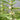 Lycopus europaeus (Gypsywort) - Marginal Pond Plants - MP071
