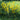 Lysimachia Vulgaris - Marginal Pond Plants - MP075A