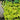 Lysimachia nummularia aurea - Marginal Pond Plants - MP074