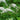 Lysimachia Clethroides
