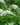 Lysimachia Clethroides