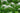 Lysimachia Clethroides