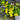 Lysimachia nummularia