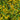Lysimachia nummularia