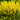 Lysimachia Punctata