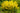Lysimachia Punctata