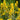 Lysimachia Punctata 'Alexander'S Var.'
