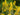 Lysimachia Punctata 'Alexander'S Var.'