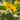 Lysimachia Punctata 'Alexander'S Var.'