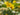 Lysimachia Punctata 'Alexander'S Var.'