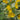 Lysimachia Punctata 'Alexander'S Var.'