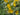Lysimachia Punctata 'Alexander'S Var.'
