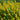 Lysimachia punctata (Golden candles or Golden spire) bog - BP076 Packs