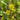 Lysimachia thyrsiflora (Tufted loosestrife) - Marginal Pond Plants - MP075
