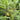Lysimachia thyrsiflora (Tufted loosestrife) - Marginal Pond Plants - MP075