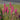 Lythrum Salicaria Robert (Loosestrife)