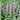 Lythrum salicaria Rosey Gem - Marginal Pond Plants - MBP079