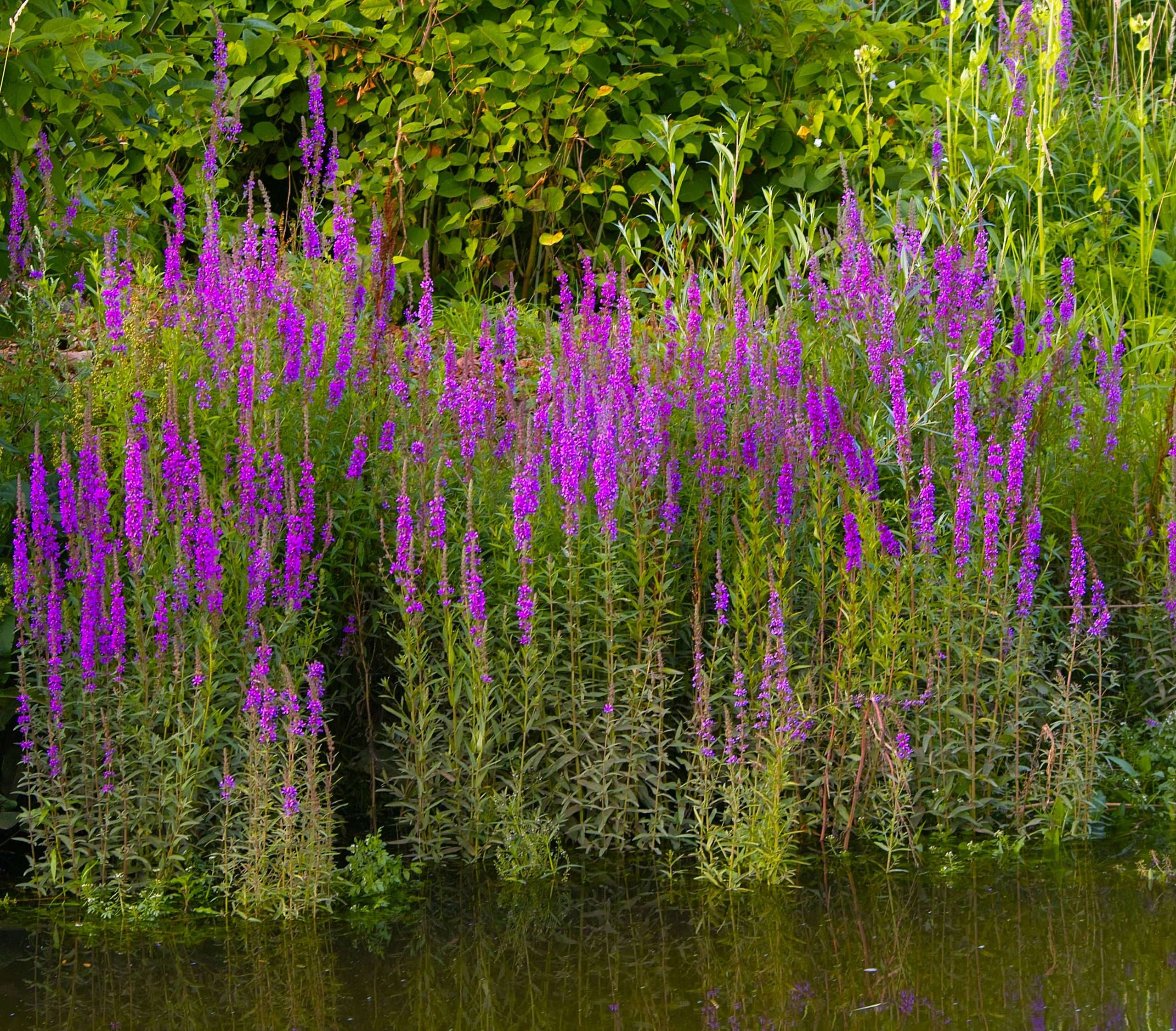 Lythrum salicaria (Purple loosestrife) - Marginal Pond Plants - MBP077 ...