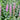 Lythrum Salicaria 'Rosy Gem' - MBP079 Packs