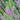 Lythrum 'Swirl'