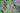 Lythrum 'Swirl'