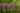 Lythrum Salicaria