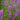 Lythrum Salicaria