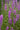 Lythrum Salicaria
