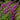 Lythrum salicaria (Purple loosestrife) - Marginal Pond Plants - MBP077