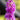 Lythrum Salicaria