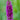 Lythrum salicaria (Purple loosestrife) - Marginal Pond Plants - MBP077