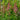 Lythrum salicaria Robert (Loosestrife) - Marginal Pond Plants - MBP077A