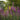 Lythrum salicaria Rosey Gem - Marginal Pond Plants - MBP079