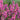 Lythrum Salicaria 'Robert'