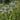 Veronica anagallis-aquatica