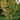 Macleaya Cordata