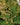 Macleaya Cordata