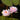 Nymphaea unnamed pink - 2026