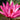 Magnificent Water Lily - Pond Plants - MW12