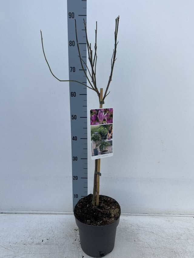 Magnolia Susan Standard Tree | Magnolia 90-100cm – Lincspplants