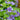 Malva Sylvestris 'Primley Blue'