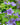 Malva Sylvestris 'Primley Blue'