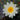 Nymphaea Marliacea Albida - 2026