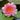 Nymphaea Marliacea Carnea - 2026