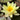 Chromatella Water Lily - Pond Plants - LW05